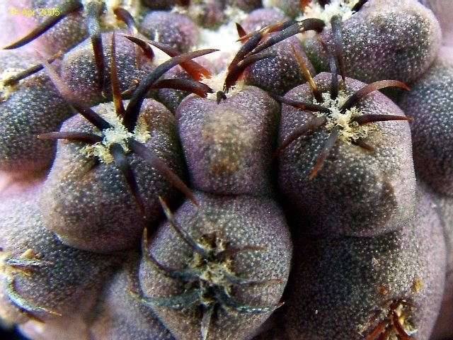 Eriosyce _napina _ssp.glabrescens _ FR710 _03